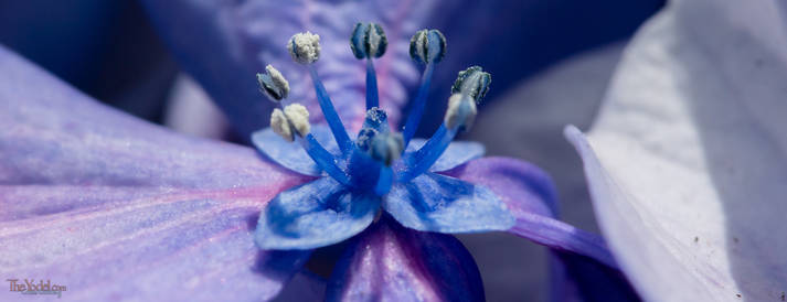 Hydrangea Flower Macro