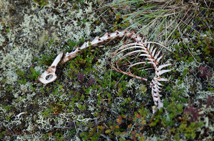 Skeleton out in the Tundra