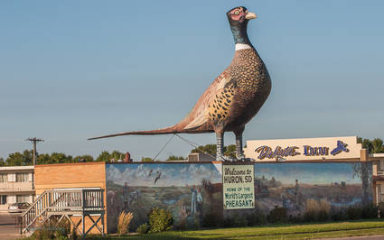 the giant pheasant of Huron, South Dakota