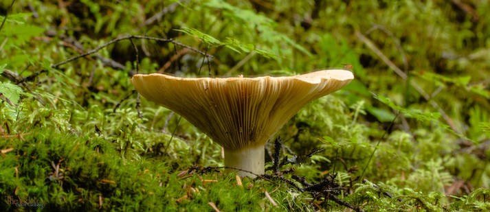 Mushroom on a slope