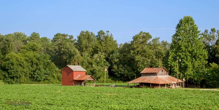 some farm buildins in the North Carolina Lowlands