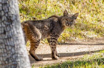 Snapshot of Bobcat