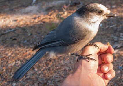 These bold birds are easy to get eating from your hand