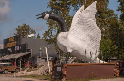 One of the many giant geese to be found around Wawa Ontario