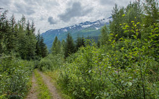 Alaskan Backroad