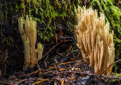 Coral Mushrooms