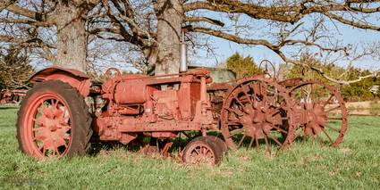Two Old Tractors under a tree