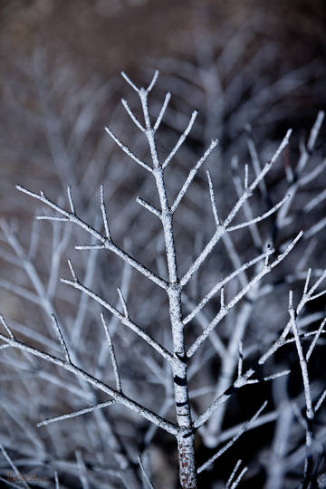 Barren Branch