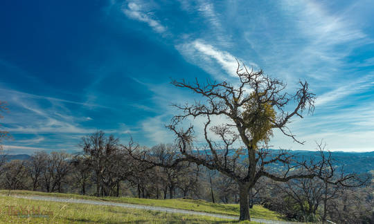 Oak Tree with Mistletoe