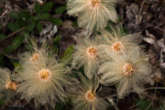 Mountain Avens Seeds