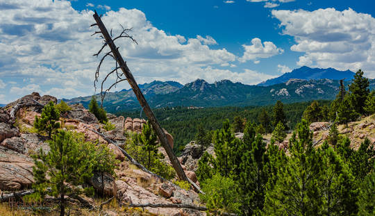 Tree, Rocks, Mountain