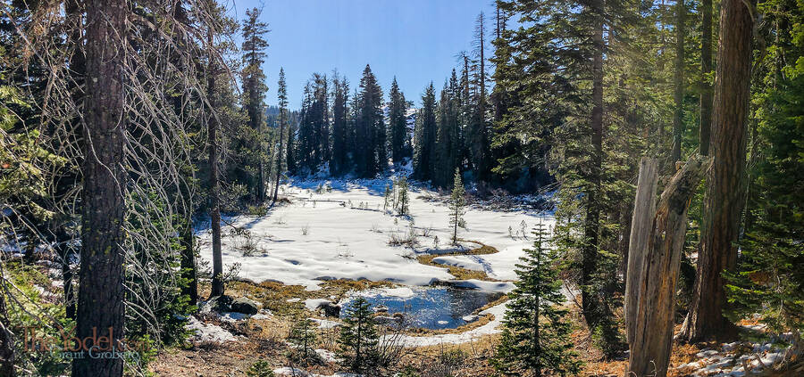 Snowy Meadow