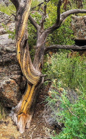 Striped Stump