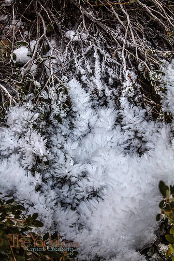 Ice Growth on Stems