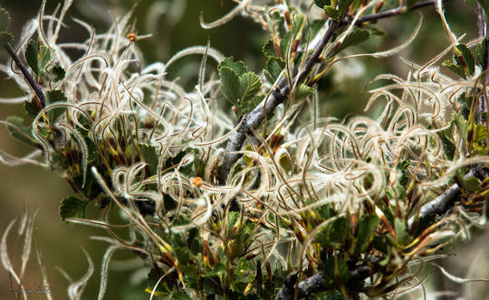 Mountain Mahogany