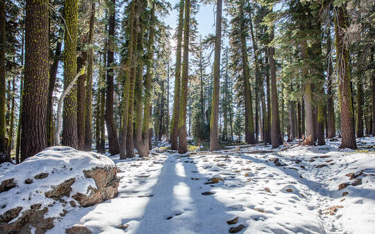 Forested Snow