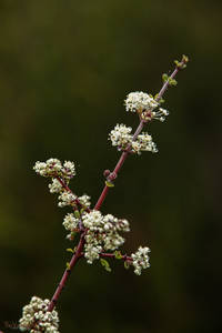 White Blooms