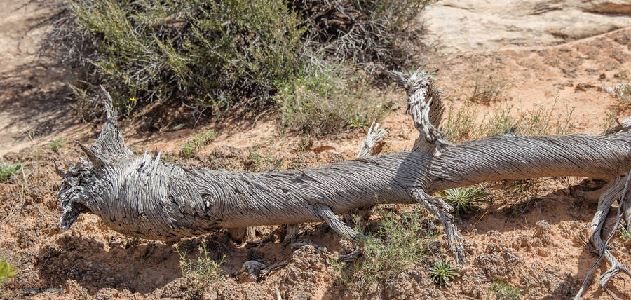 Spiral Weathered Log