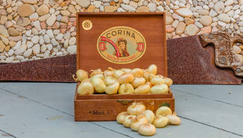 Onions in a Cigar Box