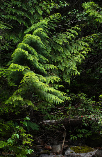 Western Red Cedar Tree