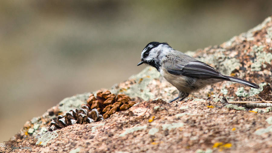 Mountain Chickadee