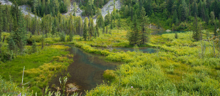 Beaver Pond