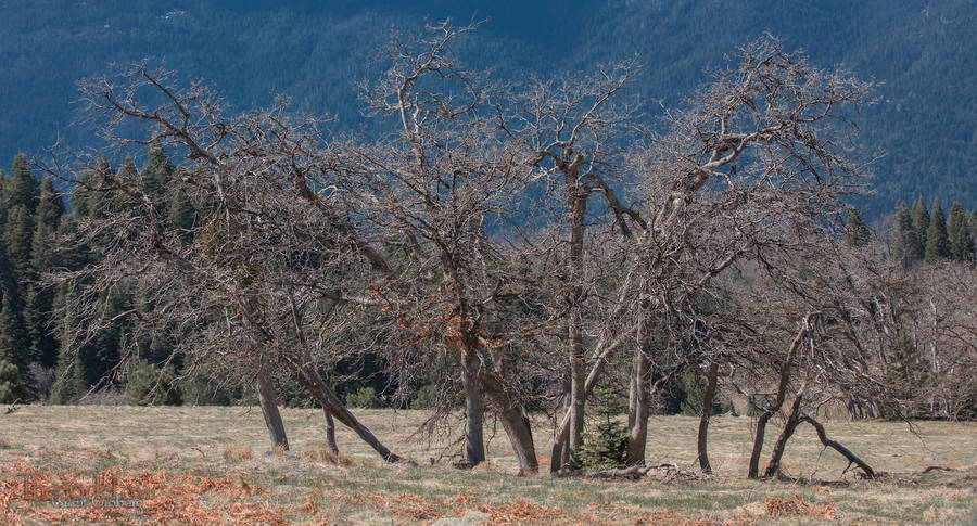 Dancing Oaks