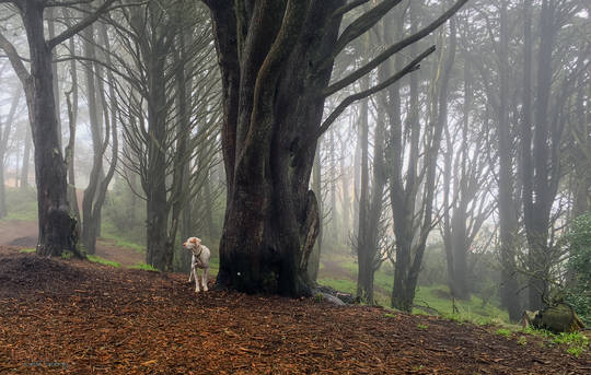 Dog in the Fog