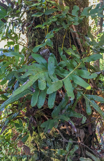 Leather Leaf Fern