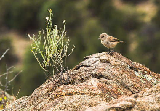 Wren Again