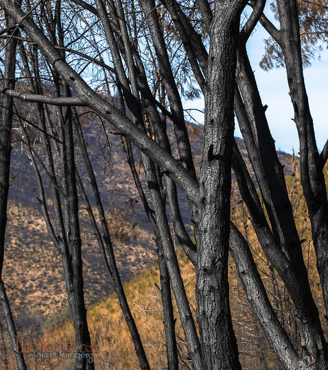 Charred Trees