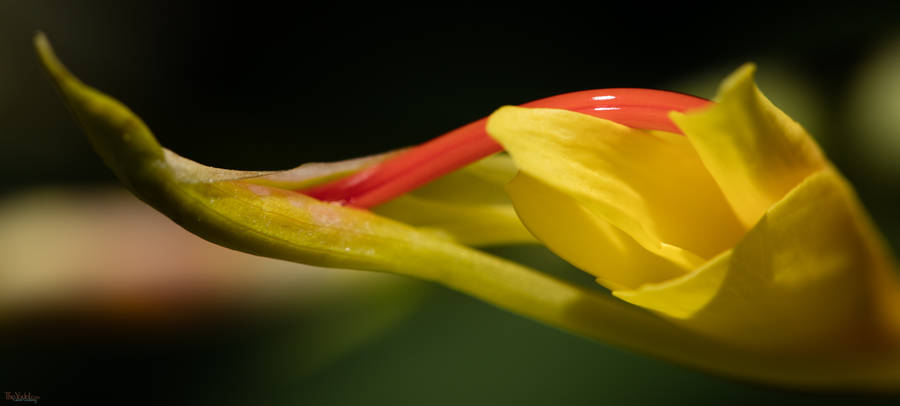 Ginger Blossom