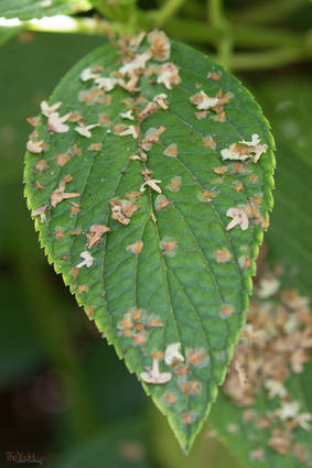 Birch Seeds on Hydrangea Leaf