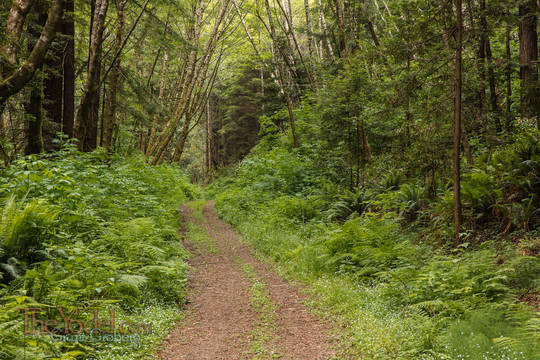 Usal Beach Trailhead