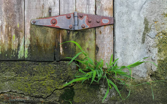 Hinge and Grass