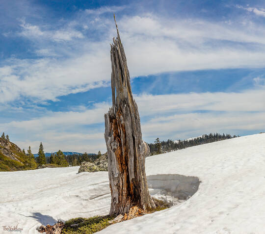 Tall Stump