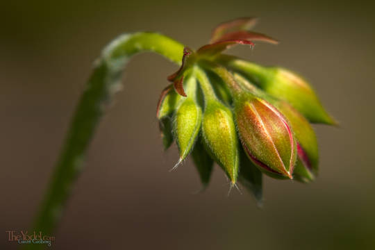 Geranium Bud