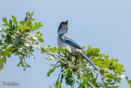 Scrub Jay