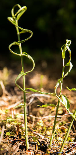 Twisty Plant