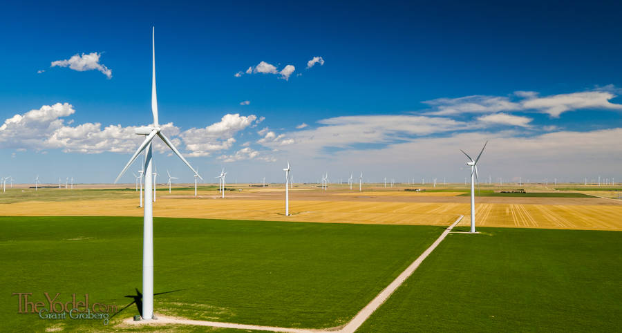 Windmills in a Field of Millet & Sky