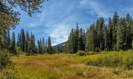 Alpine Meadow