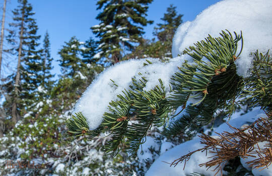 Furry Snow