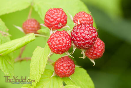 Unripe Black Cap Raspberries