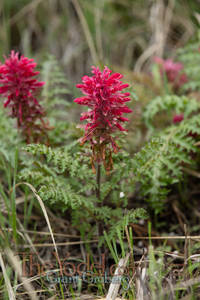 Magenta Wildflower