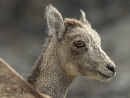 Mountain Sheep