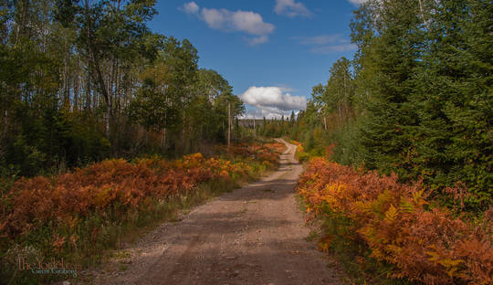 late sumer colors the ferns along an out-bush road in Ontario