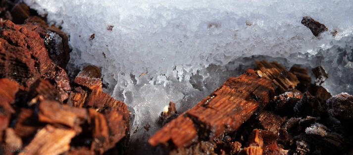 Semi-melt on rotting log