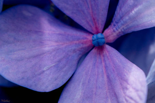 Hydrangea Blossom