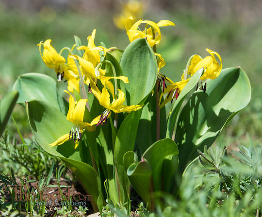 Yellow Wildflowers