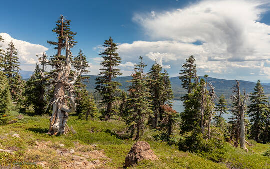 Firs and Clouds